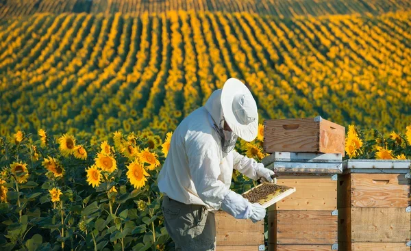 Operaio specializzato nel confezionamento e stoccaggio di prodotti delle api